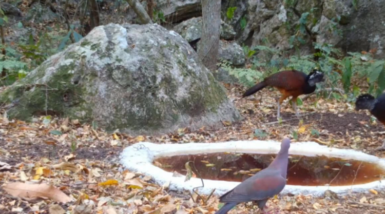 Ante intensa ola de calor en Tamaulipas se concretan acciones en pro de la fauna, con el apoyo de la sociedad | Foto: Cortesía