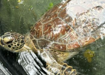 Llama Comisión de Parques a no caer en la ilegalidad transportando fauna silvestre