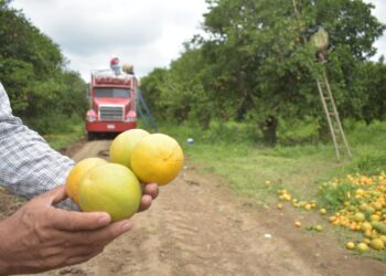 Continúa Gobierno de Tamaulipas con monitoreo y control del cancro de los cítricos