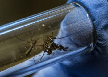 Alerta por repunte en casos de dengue tipo 3 en Tamaulipas | Foto: Web