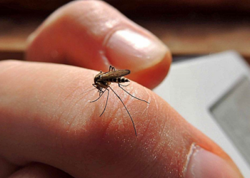 Casos de dengue aumentan exponencialmente en Tamaulipas | Foto: Web