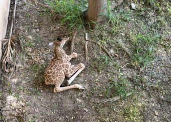 Nace jirafa en el zoológico Tamatán. Foto cortesía del Gobierno del Estado.
