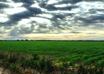 Producción de sorgo en Tamaulipas superará 1.7 millones de toneladas | Foto: Karla Urbina