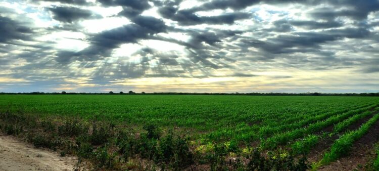 Producción de sorgo en Tamaulipas superará 1.7 millones de toneladas | Foto: Karla Urbina