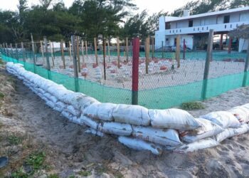 Refuerzan protección en campamentos tortugueros en Tamaulipas | Foto: cortesía