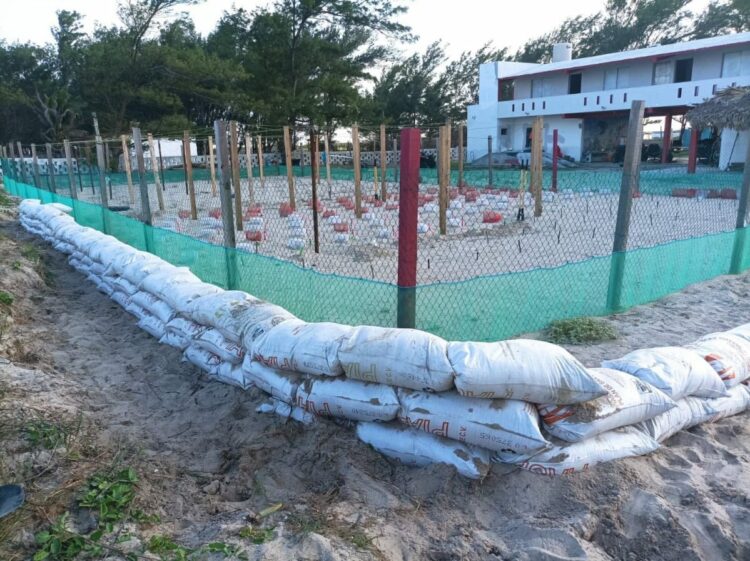 Refuerzan protección en campamentos tortugueros en Tamaulipas | Foto: cortesía