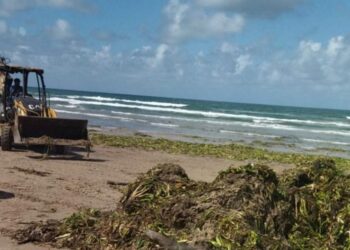 Contribuye Turismo con maquinaria para limpieza de lirio en playa Miramar