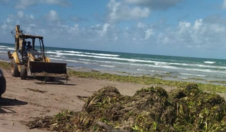 Contribuye Turismo con maquinaria para limpieza de lirio en playa Miramar