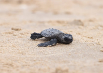Registra Tamaulipas 167 mil huevos en campamentos tortugueros | Foto: Cortesía