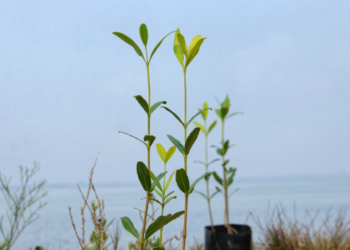 Refuerzan plantación de mangle en La Pesca, Soto la Marina | Foto: Cortesía