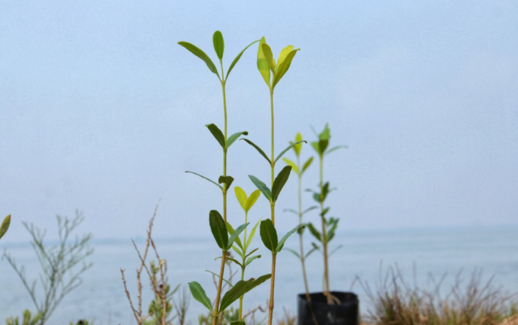 Refuerzan plantación de mangle en La Pesca, Soto la Marina | Foto: Cortesía