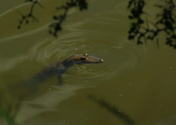 Aplican rastreo satelital a cocodrilo de pantano en zona sur de Tamaulipas