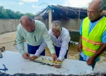 Fortalece Tamaulipas capacitación para manejo de cocodrilos