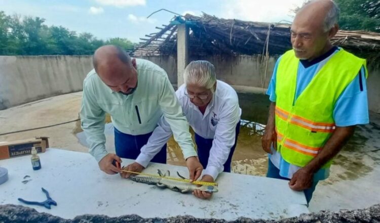 Fortalece Tamaulipas capacitación para manejo de cocodrilos