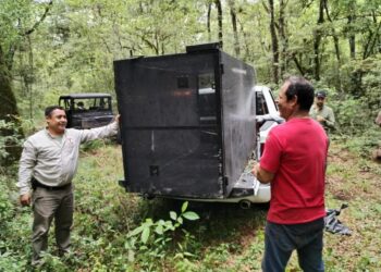 Comienzan monitoreo de oso negro americano en Tamaulipas