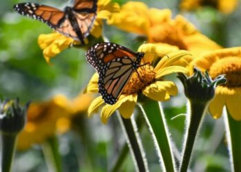 Invertirá Tamaulipas en la protección de la mariposa monarca