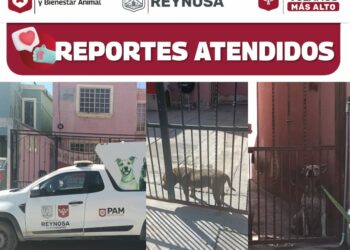 Emite Gobierno Municipal Acta por maltrato animal en Unidad Obrera