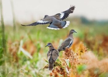 Inicia temporada de caza de Palo Ala Blanca 2024