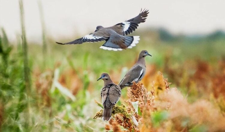 Inicia temporada de caza de Palo Ala Blanca 2024