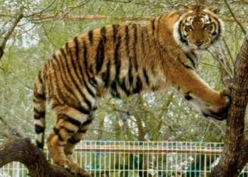 Vocería confirma avistamiento de tigre que escapó de zoológico en Reynosa. Foto de Quinta La Fauna