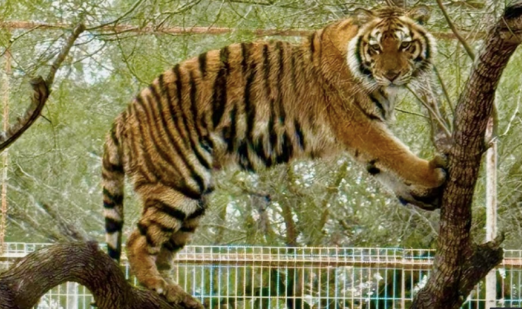 Vocería confirma avistamiento de tigre que escapó de zoológico en Reynosa. Foto de Quinta La Fauna