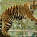 Vocería confirma avistamiento de tigre que escapó de zoológico en Reynosa. Foto de Quinta La Fauna