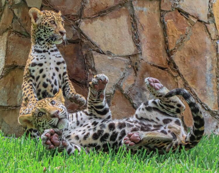 Trasladarán dos cachorros de jaguar a El Cielo. Foto de Gobierno de Tamaulipas