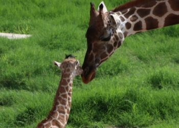 Convocan a elegir nombre para jirafa macho del Zoológico Tamatán