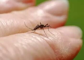 Incrementan 585 por ciento casos de dengue en Tamaulipas. Foto de Archivo