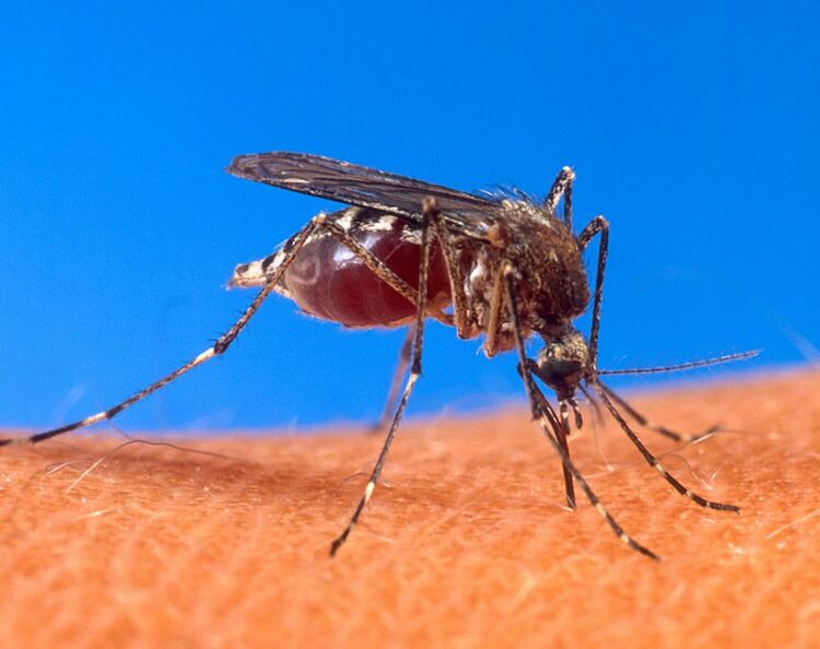 El 2025 será un año con mayor riesgo de casos de dengue | Foto : Web