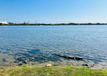 Prevén que en enero realicen censo de mapaches y cocodrilos en el sur de Tamaulipas. Foto de Tania Villanueva para EnUn2x3