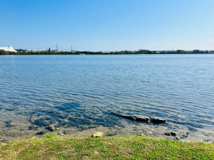 Prevén que en enero realicen censo de mapaches y cocodrilos en el sur de Tamaulipas. Foto de Tania Villanueva para EnUn2x3