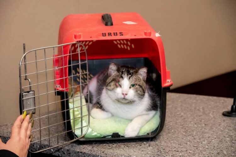 Logran primera condena contra sujeto por maltrato animal en Chihuahua. Foto de X Salvemos a Benito