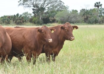 Exportación de carne empaquetada, alternativa ante cierre de frontera | Foto de Archivo