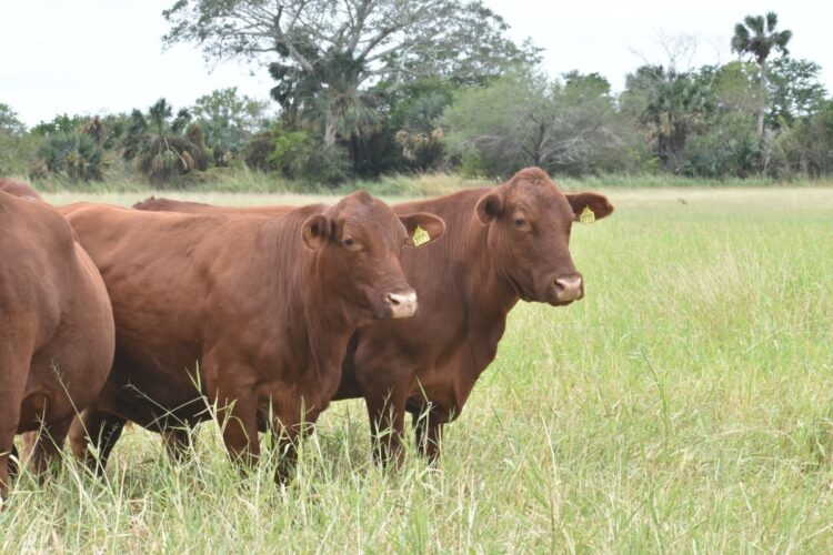 Exportación de carne empaquetada, alternativa ante cierre de frontera | Foto de Archivo