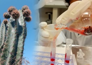 Analizan potencial antioxidante de la cáscara de pitaya