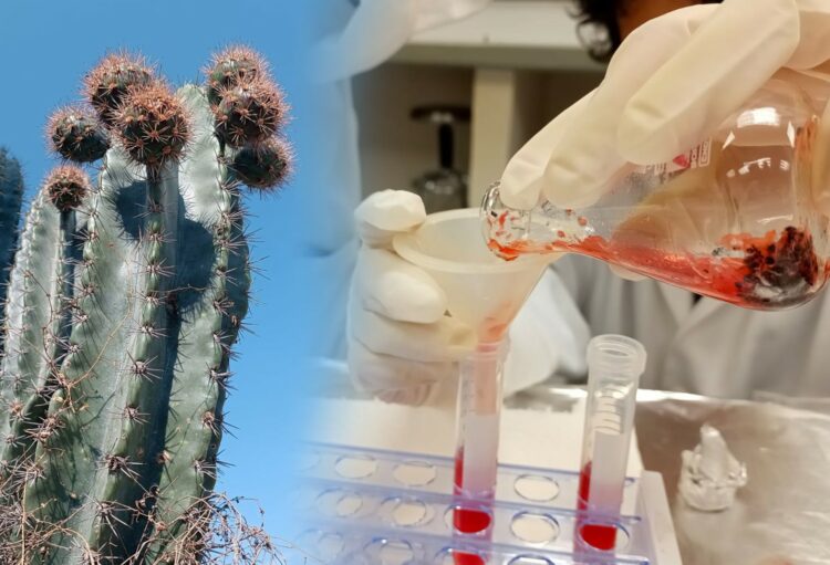 Analizan potencial antioxidante de la cáscara de pitaya