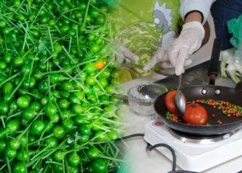 La UAT impulsa la preservación del chile piquín como símbolo de identidad regional