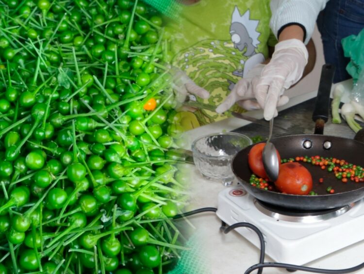 La UAT impulsa la preservación del chile piquín como símbolo de identidad regional