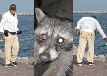 Solicitan apoyo para localizar a agresor de mapaches en Miramar. Fotos de Salvemos a Benito