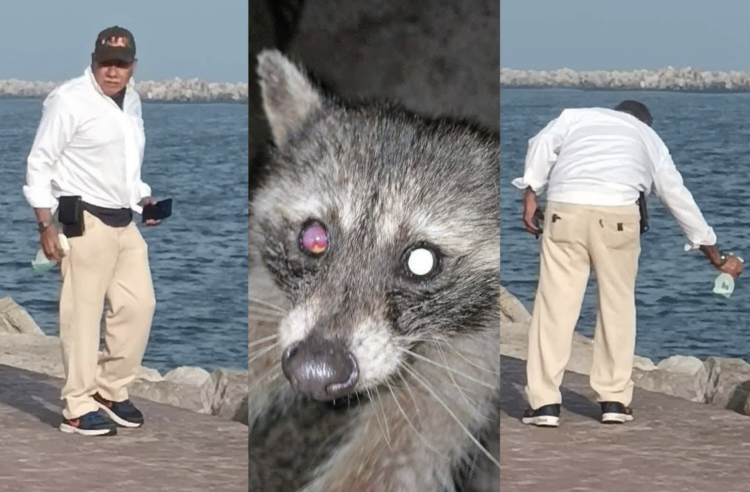 Solicitan apoyo para localizar a agresor de mapaches en Miramar. Fotos de Salvemos a Benito