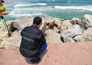 Profepa revisa a mapaches en Miramar; continuará monitoreo. Foto de Profepa