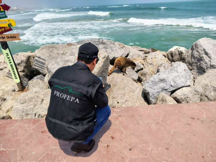 Profepa revisa a mapaches en Miramar; continuará monitoreo. Foto de Profepa