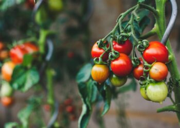 México negociará para evitar cuota a jitomate. Foto de Unsplash