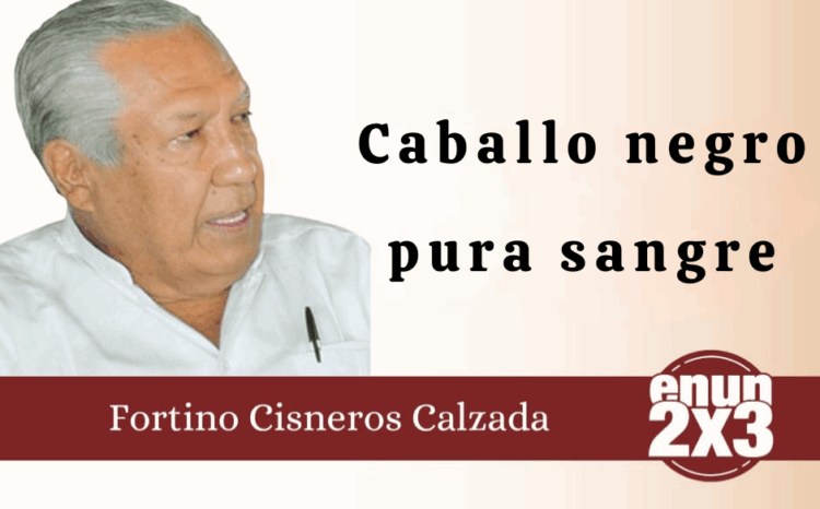 Por Fortino Cisneros Calzada | Caballo negro pura sangre
