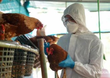 Redoblan vigilancia fitosanitaria en casetas de Tamaulipas por gripe aviar