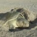 Exhorta SEDUMA a cuidar la tortuga lora durante vacaciones