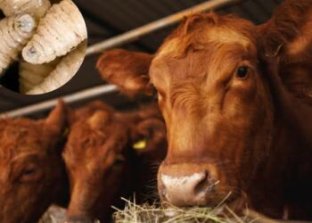 Gusano barrenador. Foto de Archivo