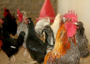 Muere niña contagiada con influenza aviar A (H5N1). Foto de Unsplash