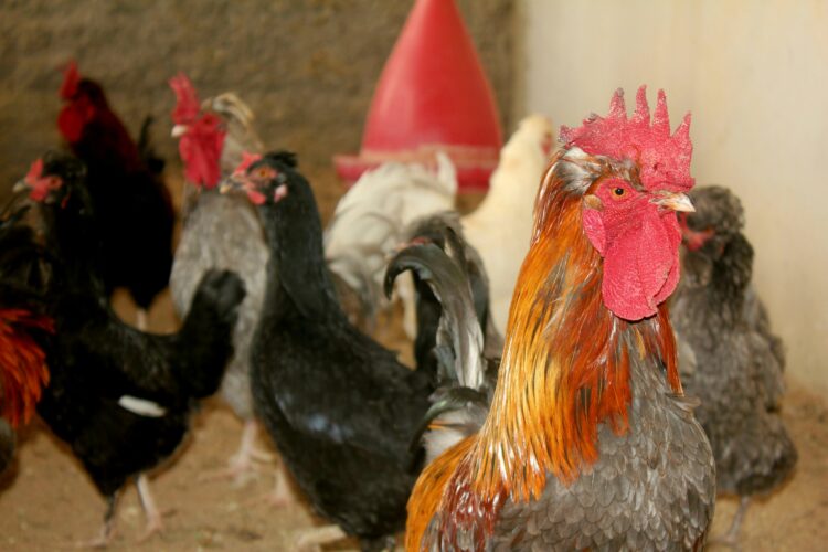 Muere niña contagiada con influenza aviar A (H5N1). Foto de Unsplash